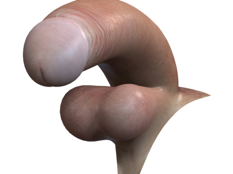 Realistic Adult Man Penis 3D Model