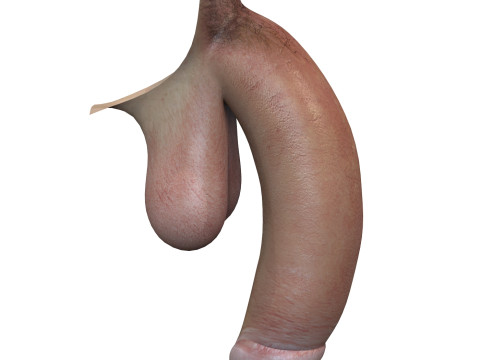 Realistic Adult Man Penis 3D Model