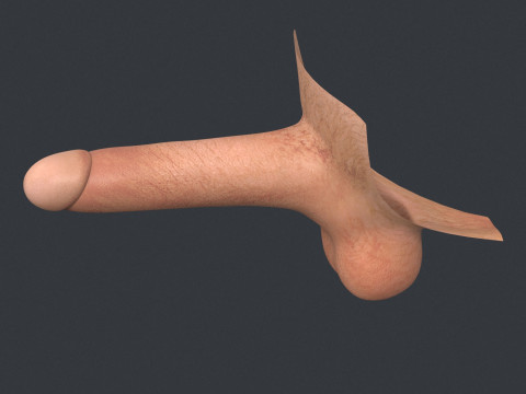 Young Man Erect Penis Modèle 3D
