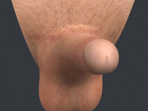 Young Man Erect Penis Modèle 3D