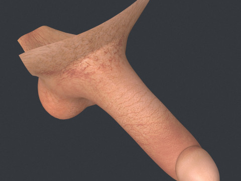 Young Man Erect Penis Modèle 3D