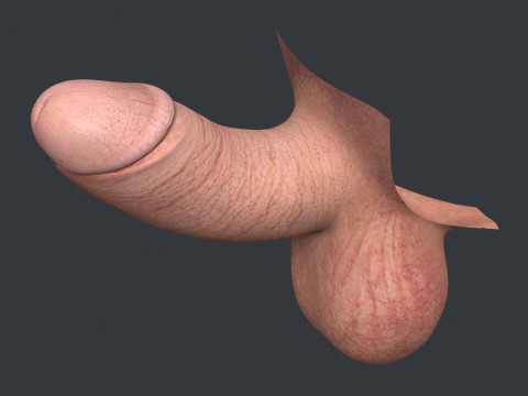 Men Small Erect Penis Model 3D