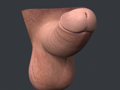 Men Small Erect Penis Model 3D