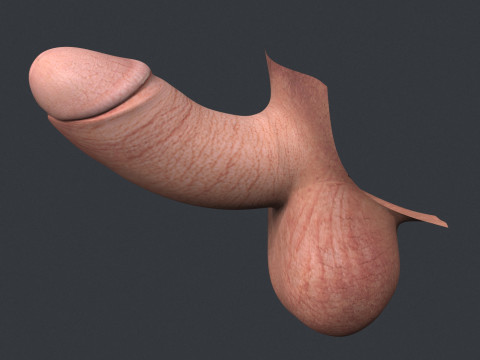 Men Small Erect Penis Model 3D