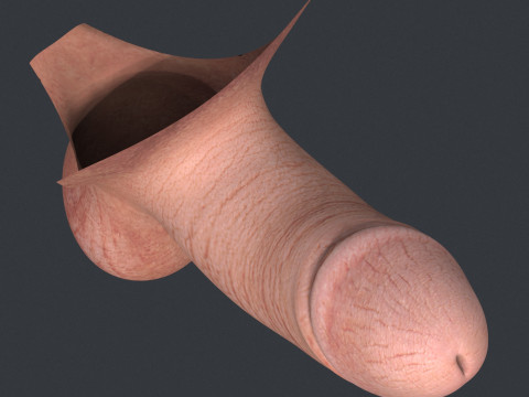 Men Small Erect Penis Model 3D