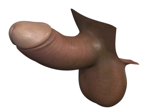 Small Black Erect Penis 3D मॉडल