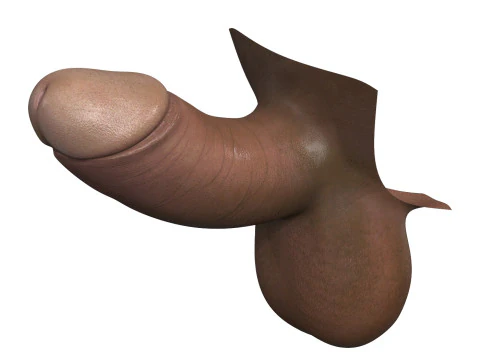 Small Black Erect Penis 3D Model