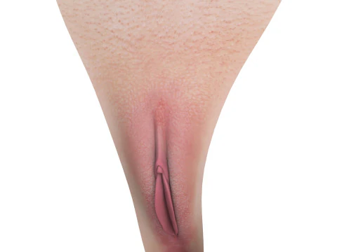 Realistic Women Vagina 3D Model