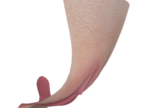 Realistic Women Vagina Modello 3D