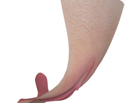 Realistic Women Vagina 3D Model