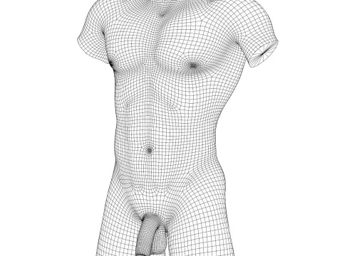 Realistic Adult Man Torso with Penis 3D Model
