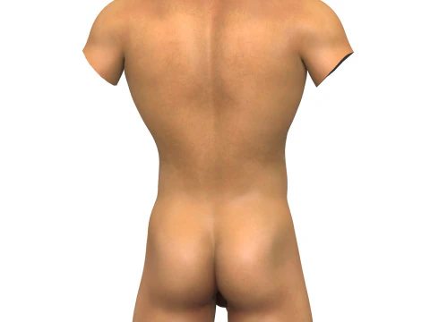Realistic Adult Man Torso with Penis 3D Model