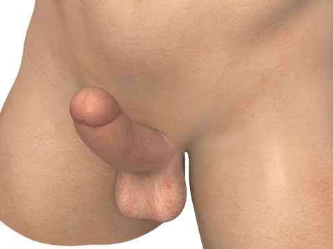 Realistic Men Torso with Erect Penis 3D Модель
