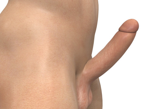 Realistic Men Torso with Erect Penis 3D Модель