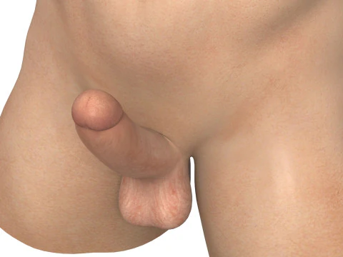 Realistic Male Torso With Erect Penis 3D Model