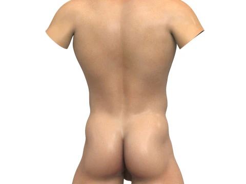 Realistic Male Torso With Erect Penis 3D Model