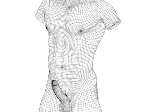 Realistic Male Torso With Erect Penis 3D Model