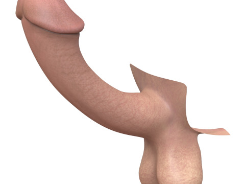 Fantasy Male Penis 3D Model