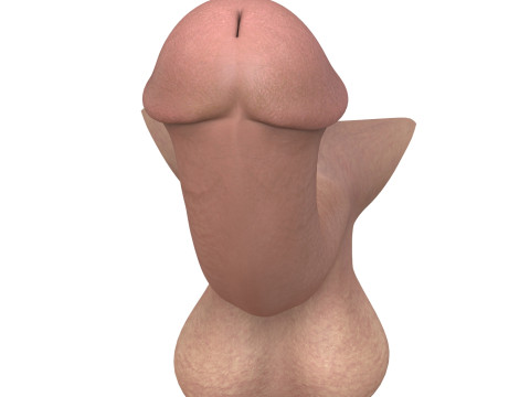 Fantasy Male Penis 3D Model