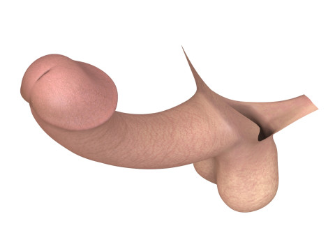 Fantasy Male Penis 3D Model