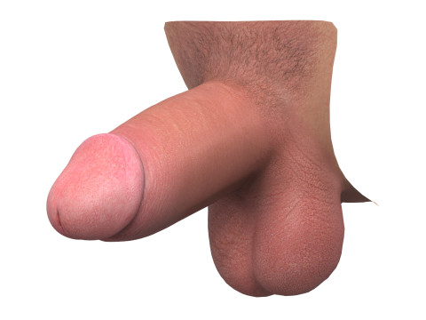 Realistic Small Thick Male Penis Modello 3D