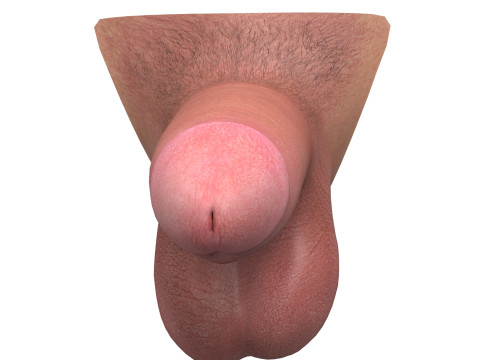Realistic Small Thick Male Penis Modello 3D