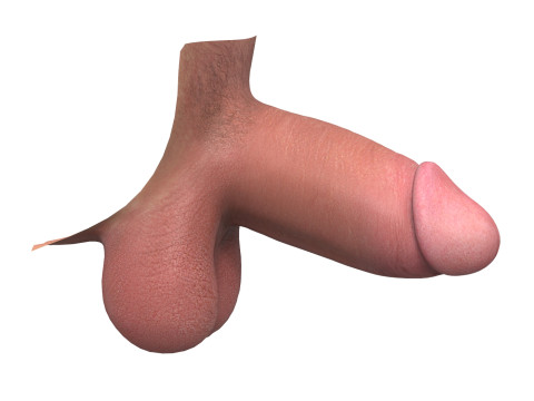 Realistic Small Thick Male Penis Modello 3D
