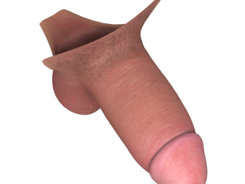 Realistic Small Thick Male Penis Modello 3D
