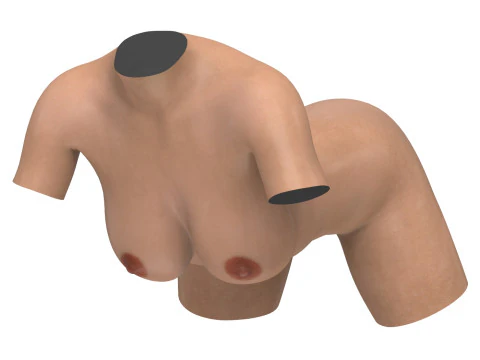 Realistic Female Torso with Genitalia 3D Model