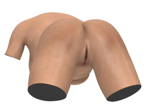 Realistic Female Torso with Genitalia 3D Model