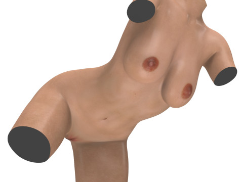 Realistic Female Torso with Genitalia 3D 모델
