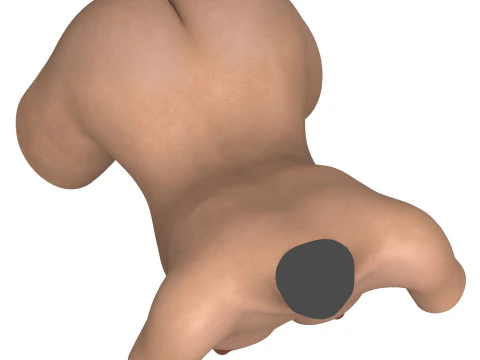 Realistic Female Torso with Genitalia 3D Model
