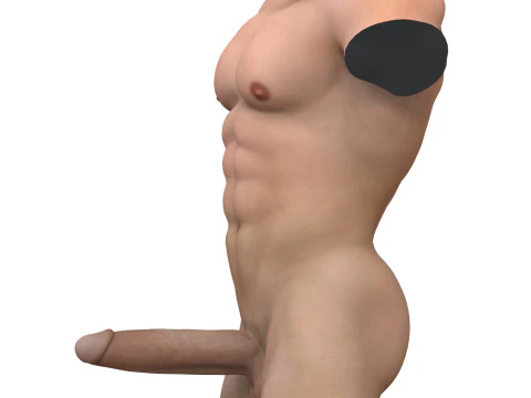Muscular Male Torso with Penis 3D Model