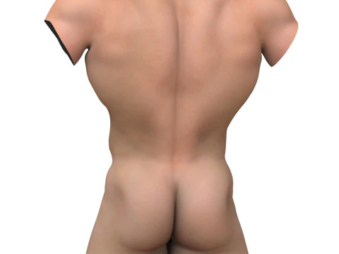 Muscular Male Torso with Penis 3D Model
