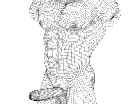 Muscular Male Torso with Penis 3D Model