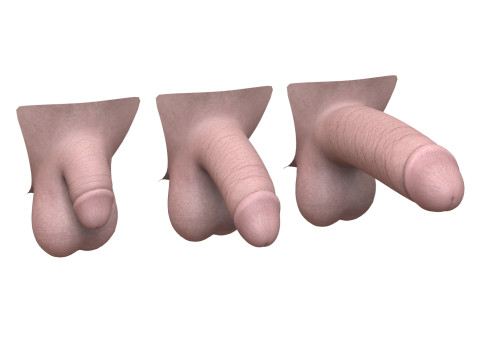 Man Penis Erection Stages Modèle 3D