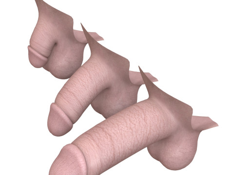 Man Penis Erection Stages Modèle 3D
