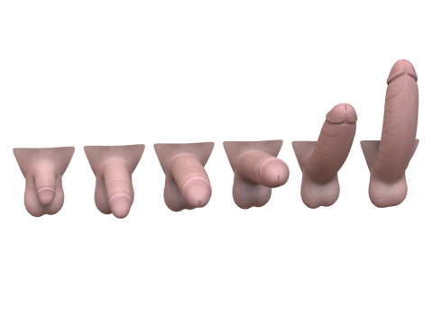 Man Penis Erection Stages Modèle 3D