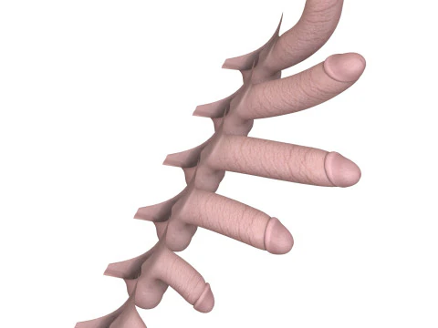 Man Penis Erection Stages 3D Model