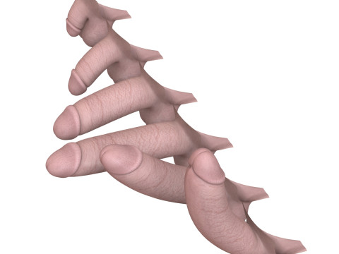 Man Penis Erection Stages Modèle 3D