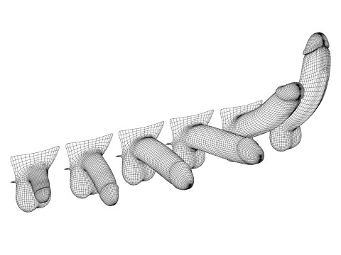Man Penis Erection Stages Modèle 3D