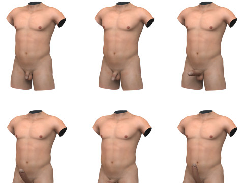 Man Penis Erection Stages with Torso Modelo 3D
