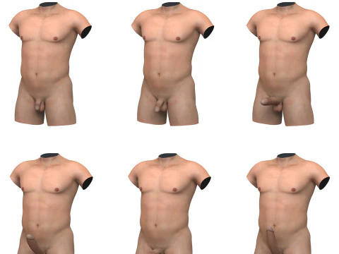 Est&aacute;gios de ere&ccedil;&atilde;o do p&ecirc;nis masculino com torso Modelo 3D