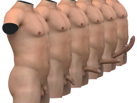 Est&aacute;gios de ere&ccedil;&atilde;o do p&ecirc;nis masculino com torso Modelo 3D