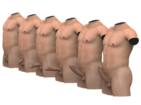 Est&aacute;gios de ere&ccedil;&atilde;o do p&ecirc;nis masculino com torso Modelo 3D