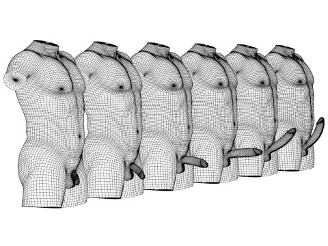 Man Penis Erection Stages with Torso Modelo 3D