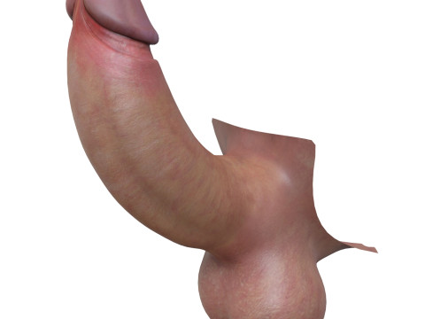 Realistic Male Penis 3D Model