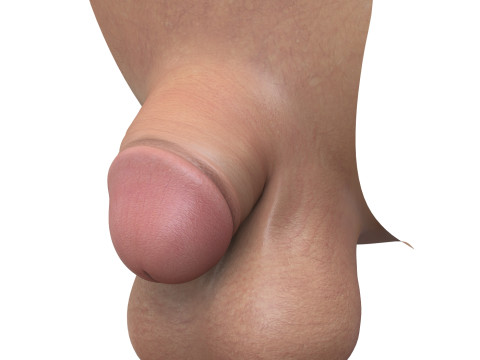 Realistic Small Male Penis Modello 3D