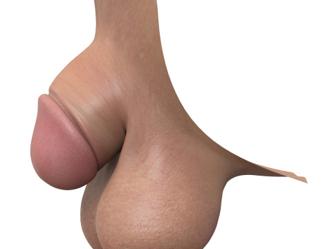 Realistic Small Male Penis Modello 3D