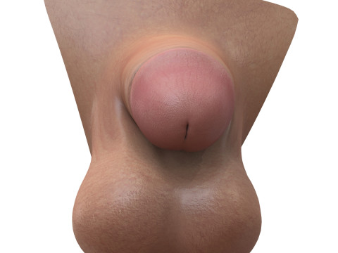 Realistic Small Male Penis Modello 3D